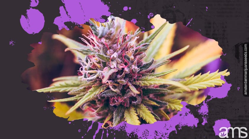bud
