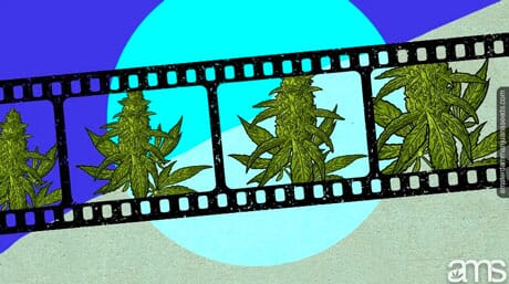 video clip of cannabis