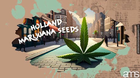 Holland marijuana seeds