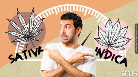 man pointing to sativa and indica plant