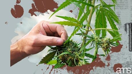hand topping a marijuana plant