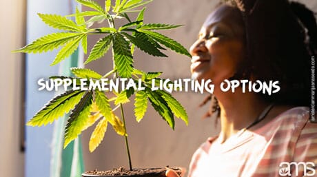 Woman raises a pot with a marijuana plant so that it is illuminated by the sun