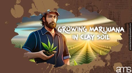 grоwer growing cannabis in clаy soil