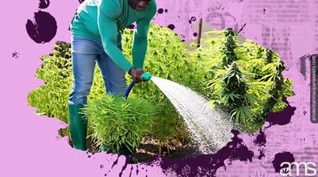 a man watering his cannabis plants