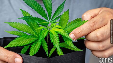 man observes a grow bag