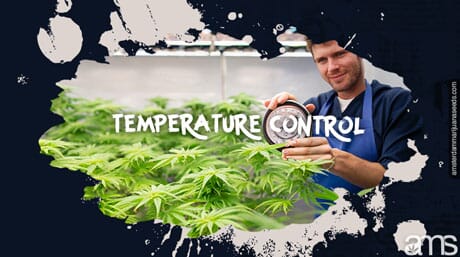 man checks the temperature in the growroom