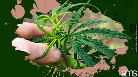 hand fiming a cannabis plant