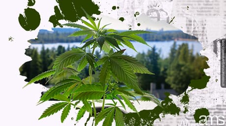 a cannabis plant on a balcony in Canada