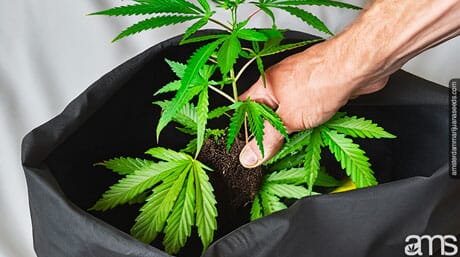 Grow Bag Pros And Cons - Advantages And Disadvantages Of Grow Bags