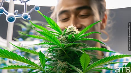 man watches his cannabis plant grow