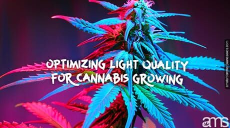 marijuana plant illuminated by a blue and a red light