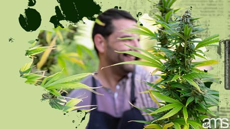 a grower among his cannabis plants