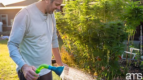man outdoor watering his weed plants