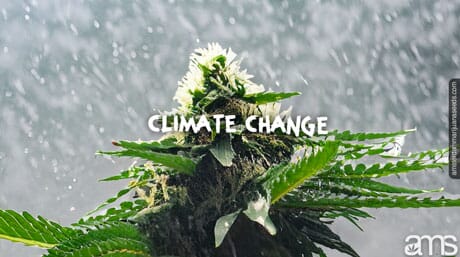 climate change effect on a marijuana plant