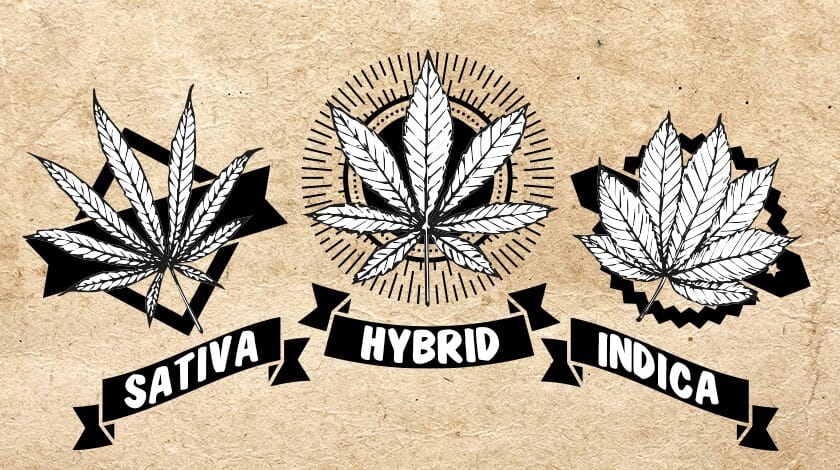 hybrid seeds