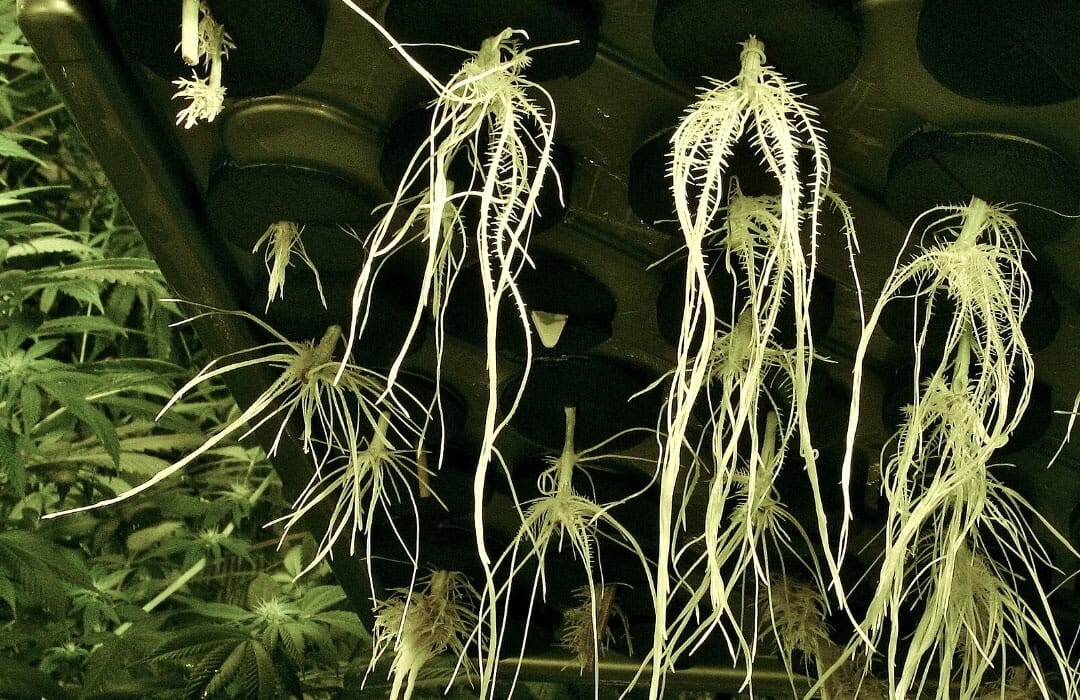 Big hydroponic roots