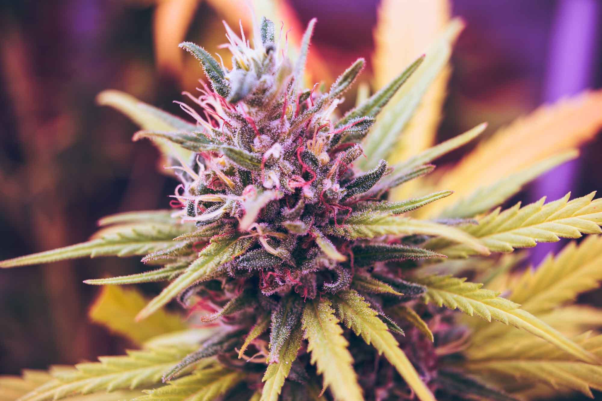 Blue Cannabis Bud