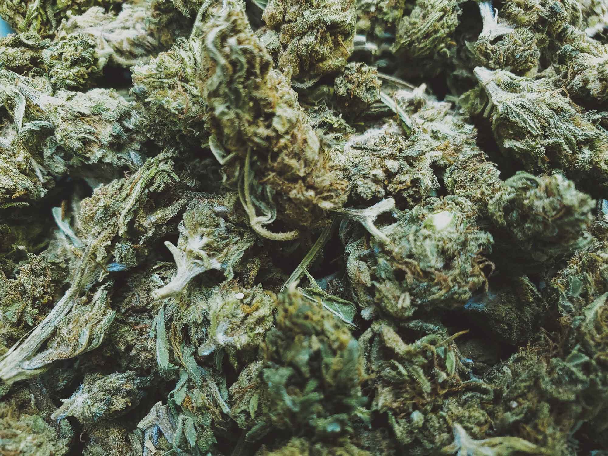 Cannabis Harvest
