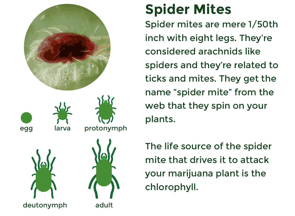 AmsterdamMarijuanaSeeds - Spider Mites Description