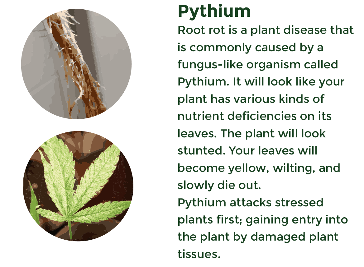 Root Rot caused by pythium