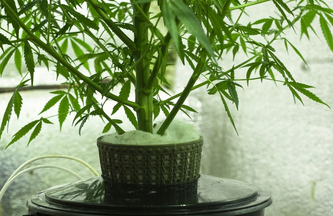 Hydro cannabis grow