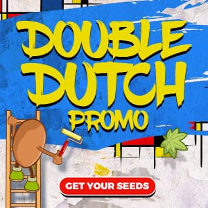 Double Dutch Promo Marijuana Seeds Sale