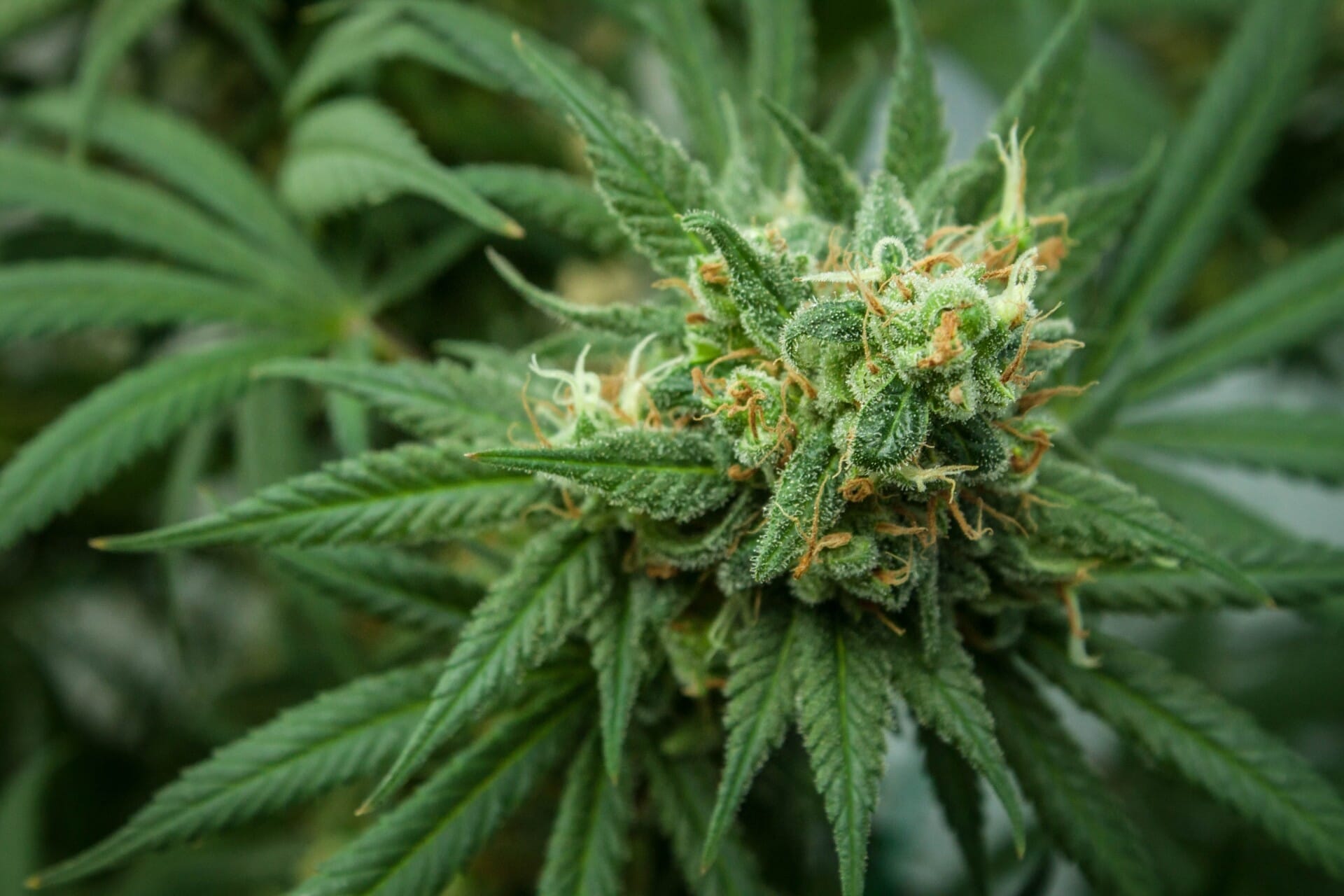 Cannabis ready to harvest