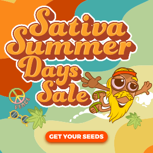 Sativa summer days Sale