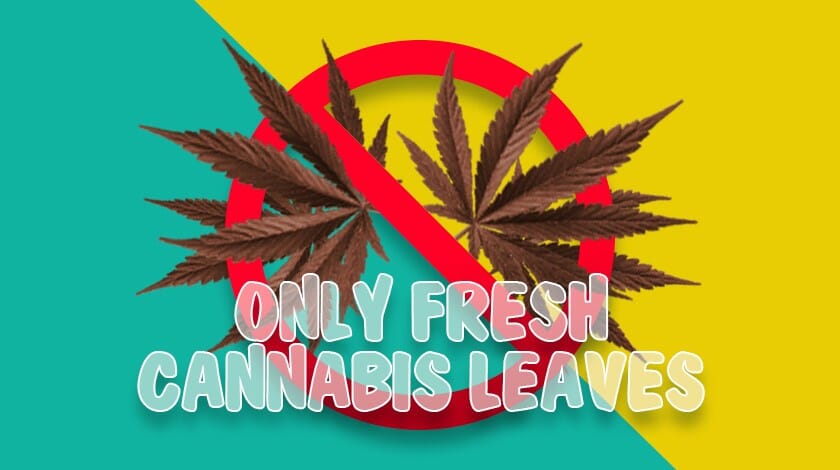 only fresh cannabis leaves sign