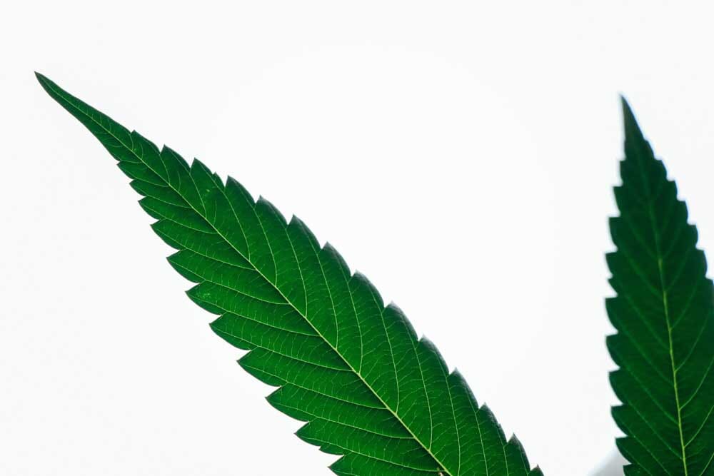 cannabis leave