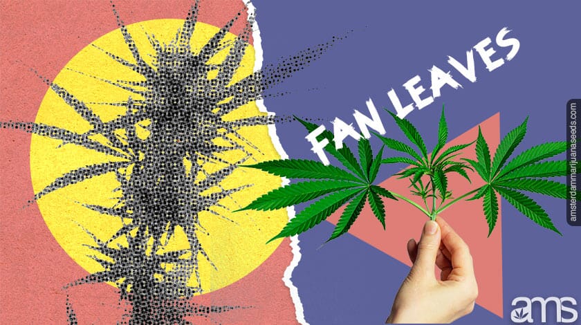 fan leaves