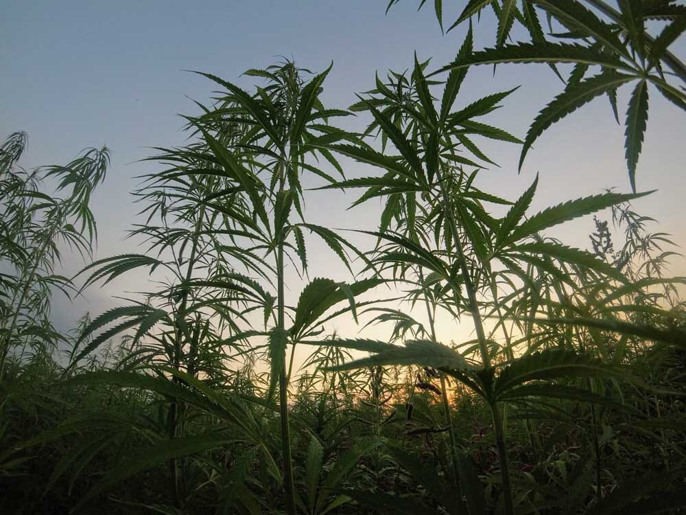 outdoor marijuana plants