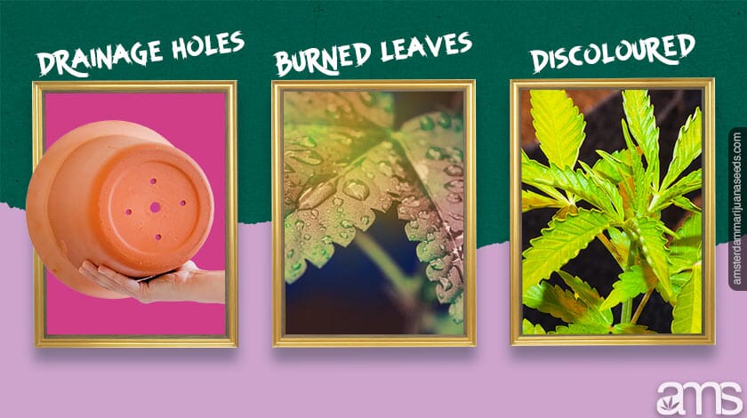 plant diseases