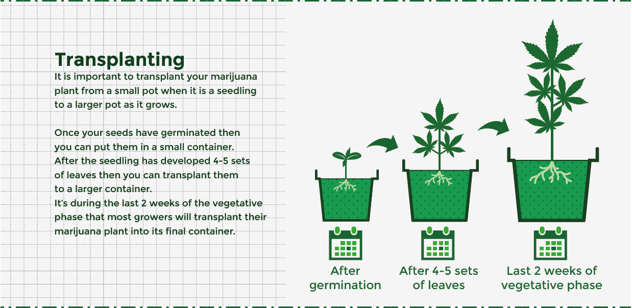 transplanting cannabis plant