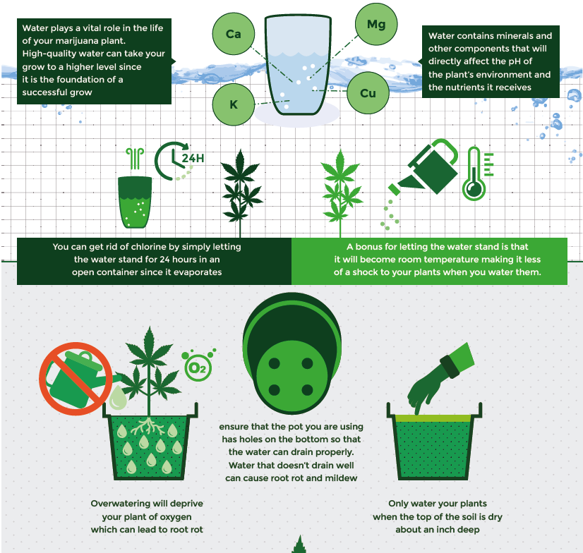 watering cannabis plants