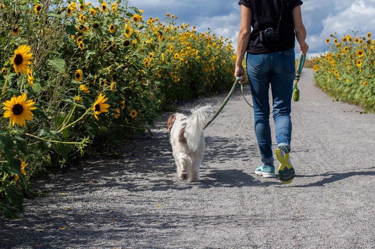 Walking your dog